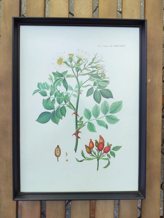 Secondhand - Flora Danica billede i sort træramme (2)