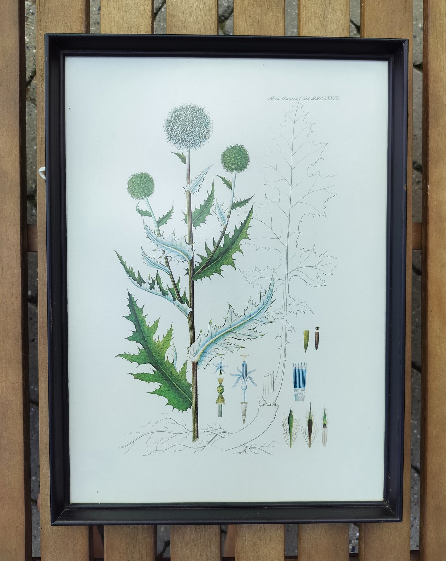 Secondhand - Flora Danica billede i sort træramme (1)