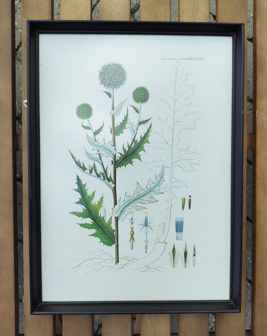 Secondhand - Flora Danica billede i sort træramme (1)