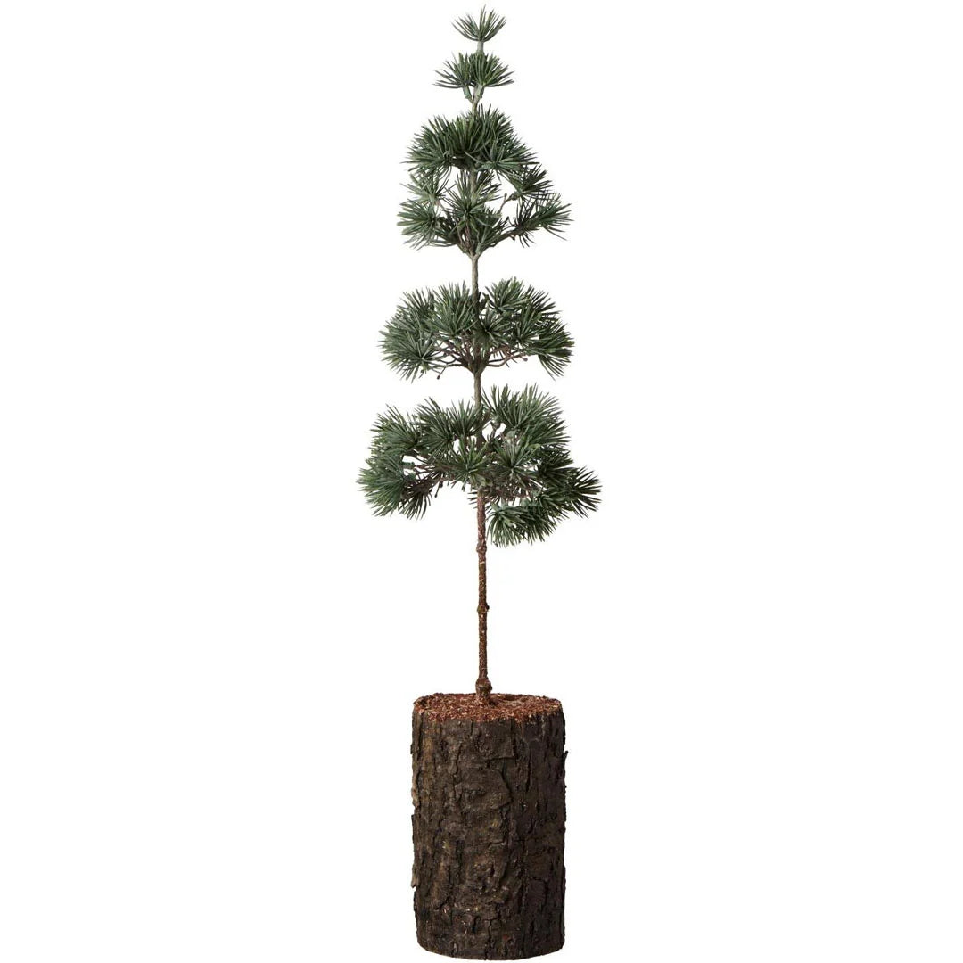 Cedertræ kunstig opstammet på barkfod Ø 10 x H 60 cm