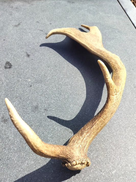 Secondhand - Gevir fra råvildt L 54,5 x B 23,5 x H 16,5 cm