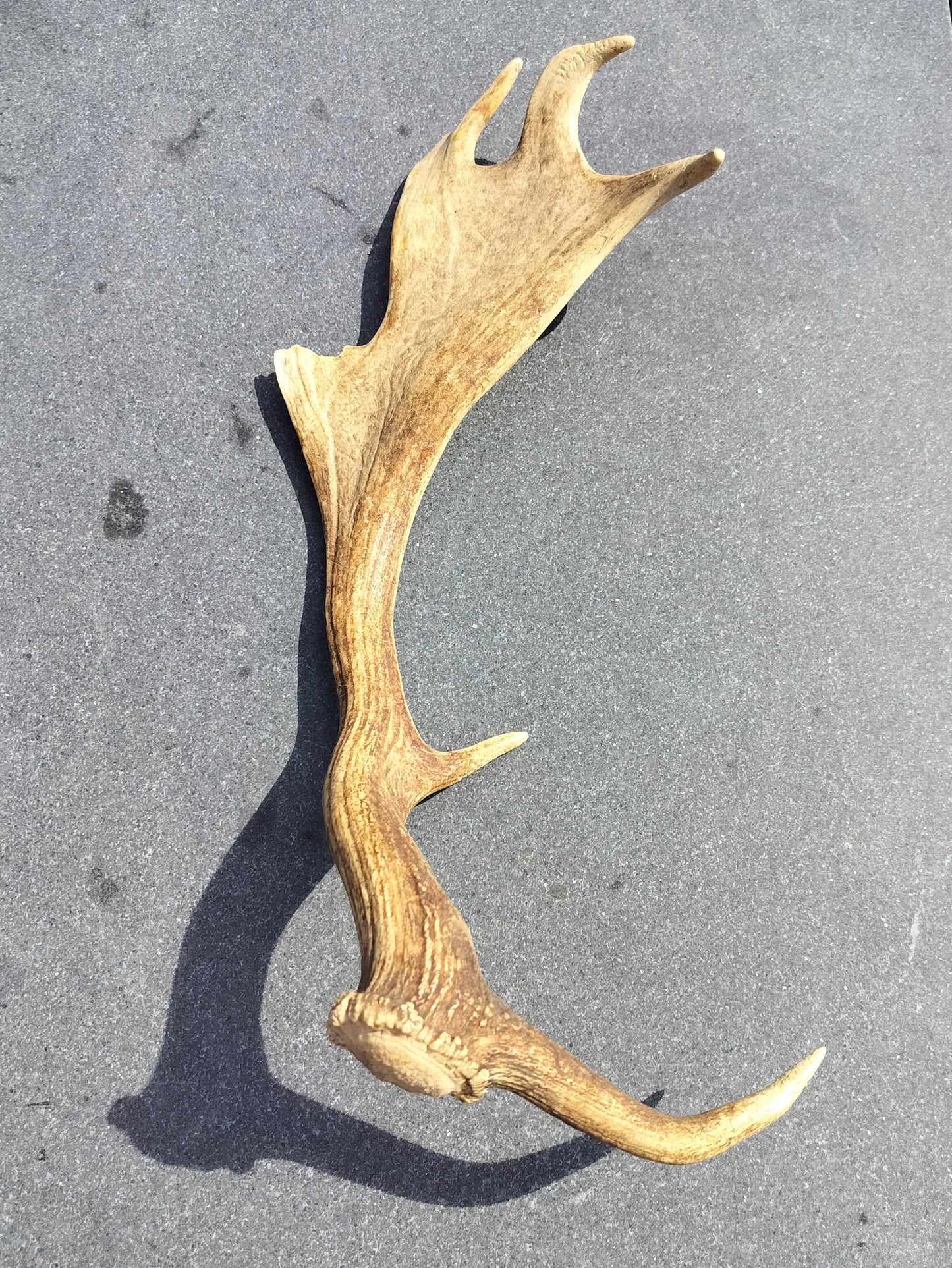 Secondhand - Gevir fra råvildt L 54,5 x B 23,5 x H 16,5 cm