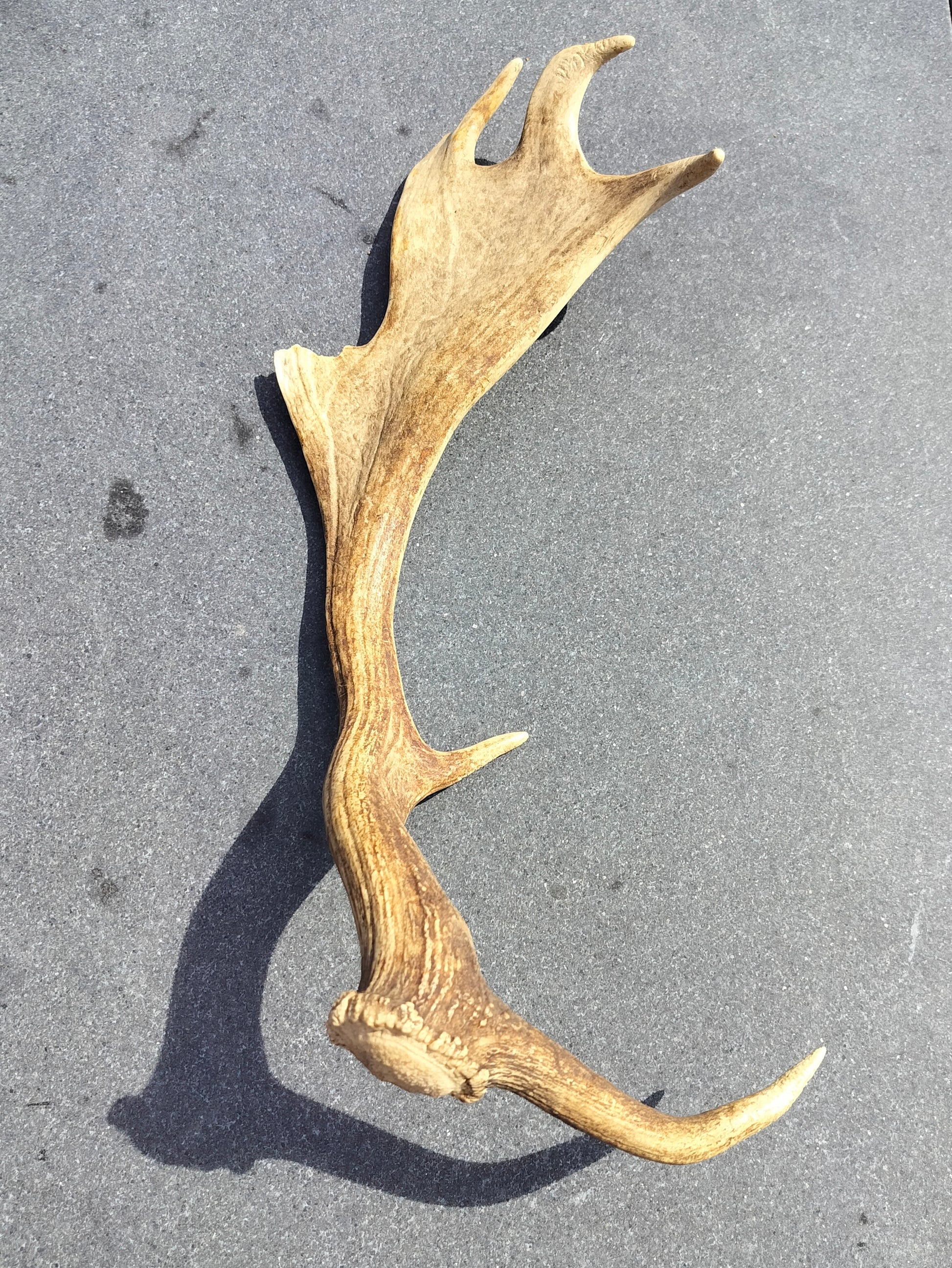Secondhand - Gevir fra råvildt L 54,5 x B 23,5 x H 16,5 cm