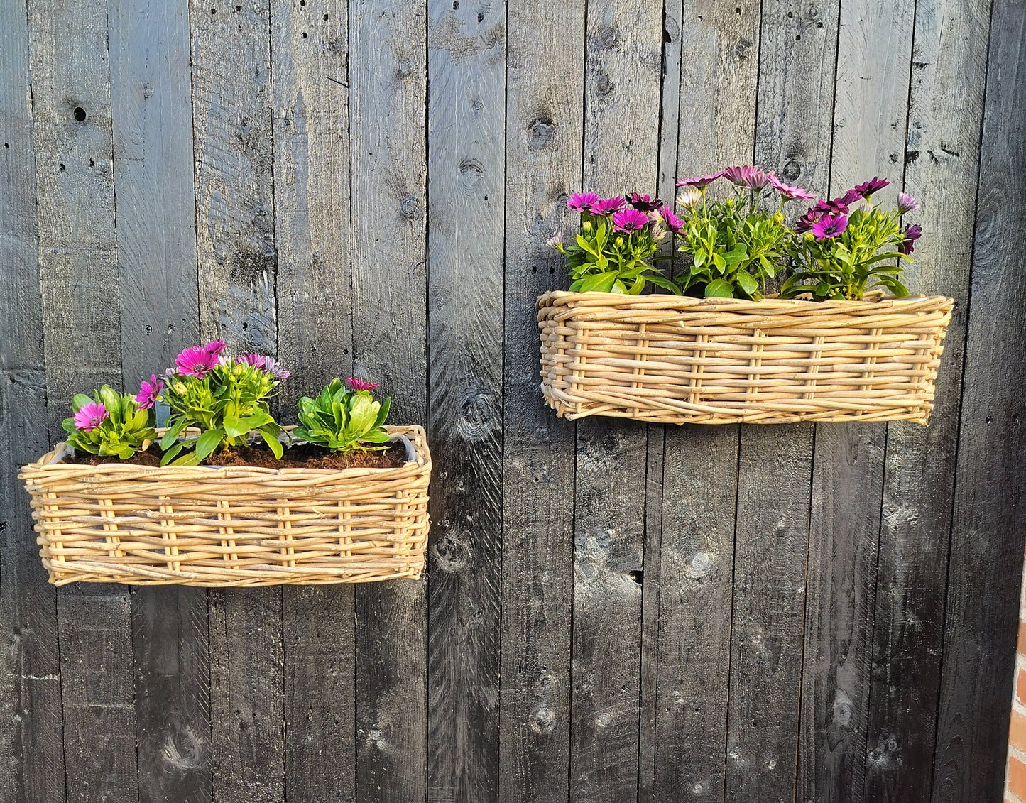 2 flettede altankasser plantet med spanske margueritter