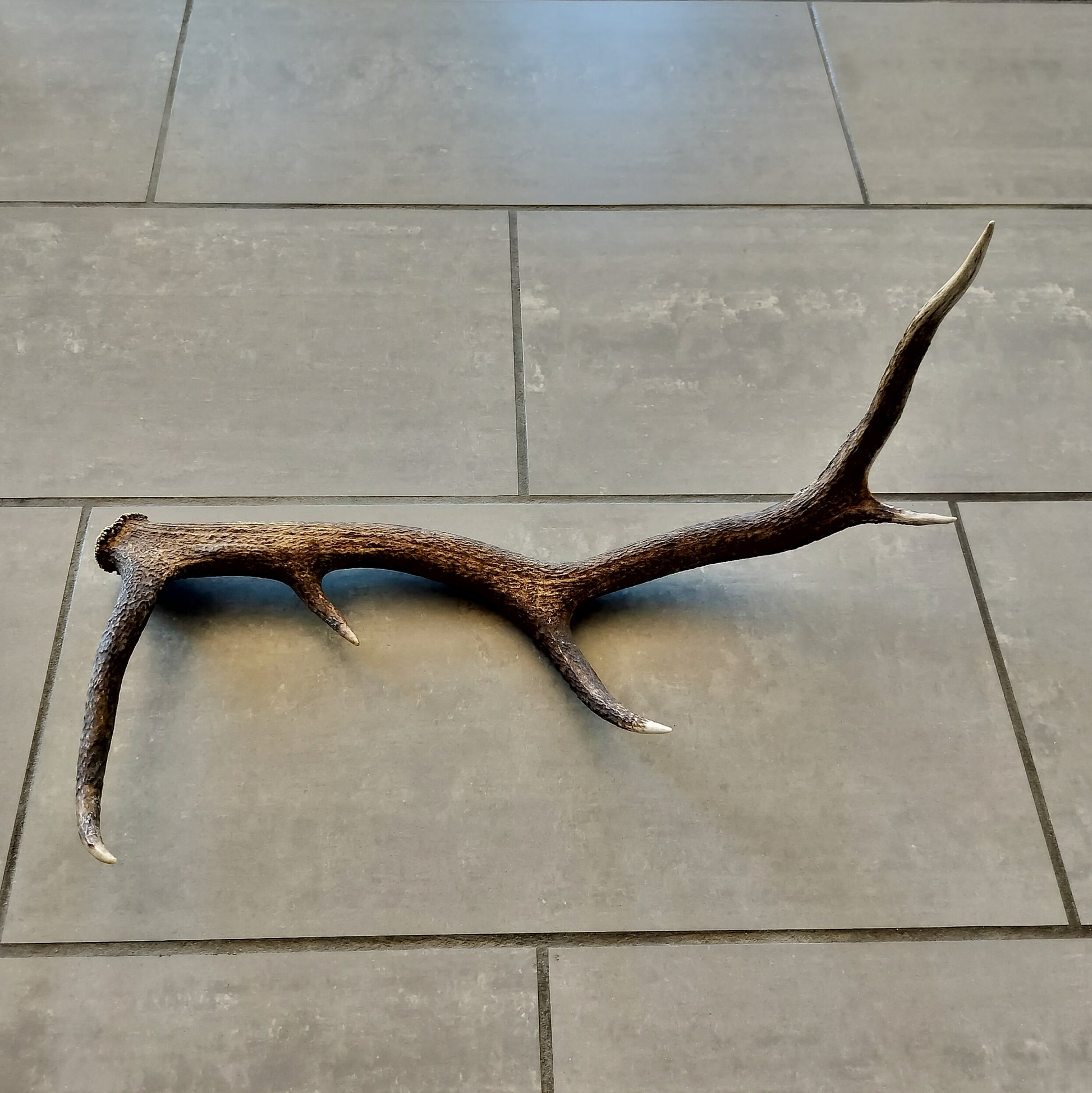 Secondhand - Gevir fra råvildt L 51,5 x B 25 x H 28,5 cm